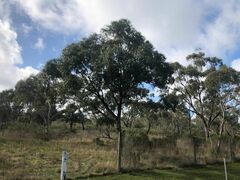 Eucalyptus yarraensis