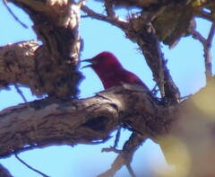 Himatione sanguinea