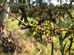 Eucalyptus yarraensis
