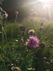 Cirsium arvense