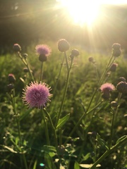 Cirsium arvense
