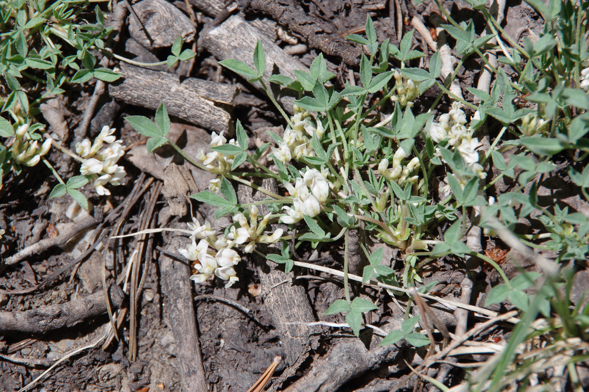Trifolium gymnocarpon