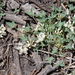 Trifolium gymnocarpon - Photo (c) Janel Johnson, μερικά δικαιώματα διατηρούνται (CC BY-NC), uploaded by Janel Johnson