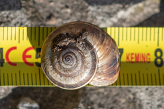 Xerosecta