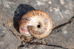Xerosecta