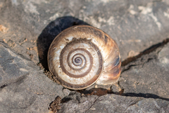 Xerosecta