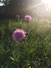 Cirsium arvense