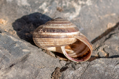 Xerosecta