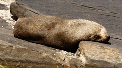 Arctocephalus forsteri