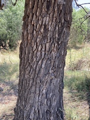 Myoporum platycarpum