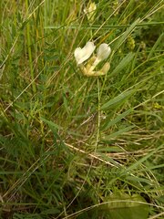 Astragalus palibinii