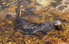 Arctocephalus pusillus