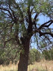 Myoporum platycarpum