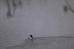 Mergus merganser americanus