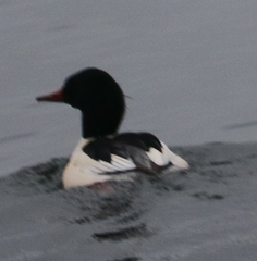Mergus merganser americanus