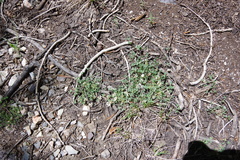 Trifolium gymnocarpon