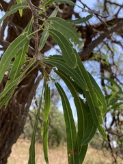 Myoporum platycarpum