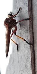 Colepia rufiventris
