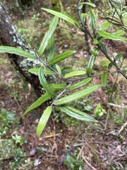 Corokia buddleioides