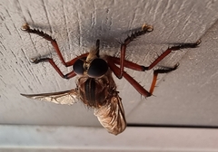 Colepia rufiventris