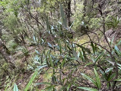 Corokia buddleioides