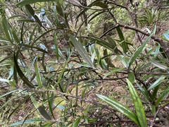 Corokia buddleioides