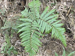 Diplopterygium glaucum