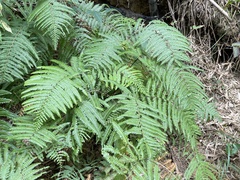 Diplopterygium glaucum