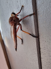 Colepia rufiventris