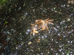Geothelphusa dehaani