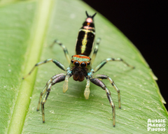 Cosmophasis thalassina