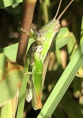 Bermius