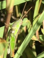 Bermius