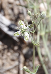 Frasera albomarginata