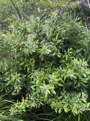 Argophyllum nullumense