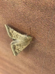Helicoverpa armigera