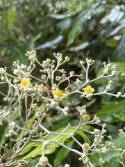 Argophyllum nullumense