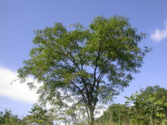 Pterocarpus angolensis