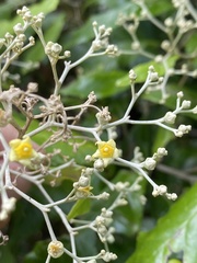 Argophyllum nullumense