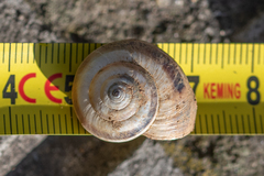 Xerosecta