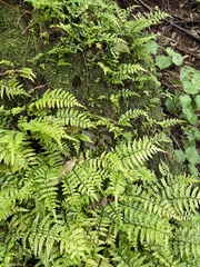 Asplenium lamprophyllum