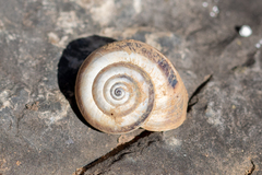 Xerosecta
