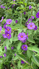 Lycianthes rantonnetii
