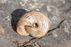 Xerosecta
