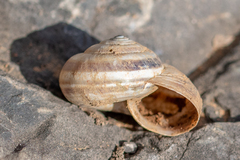 Xerosecta