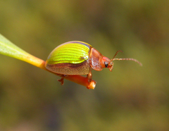 Paropsisterna hectica