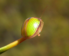 Paropsisterna hectica