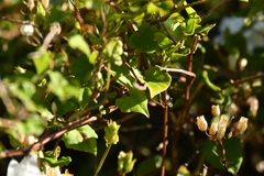 Calystegia tuguriorum