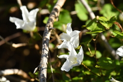 Calystegia tuguriorum