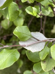 Helichrysum lanceolatum